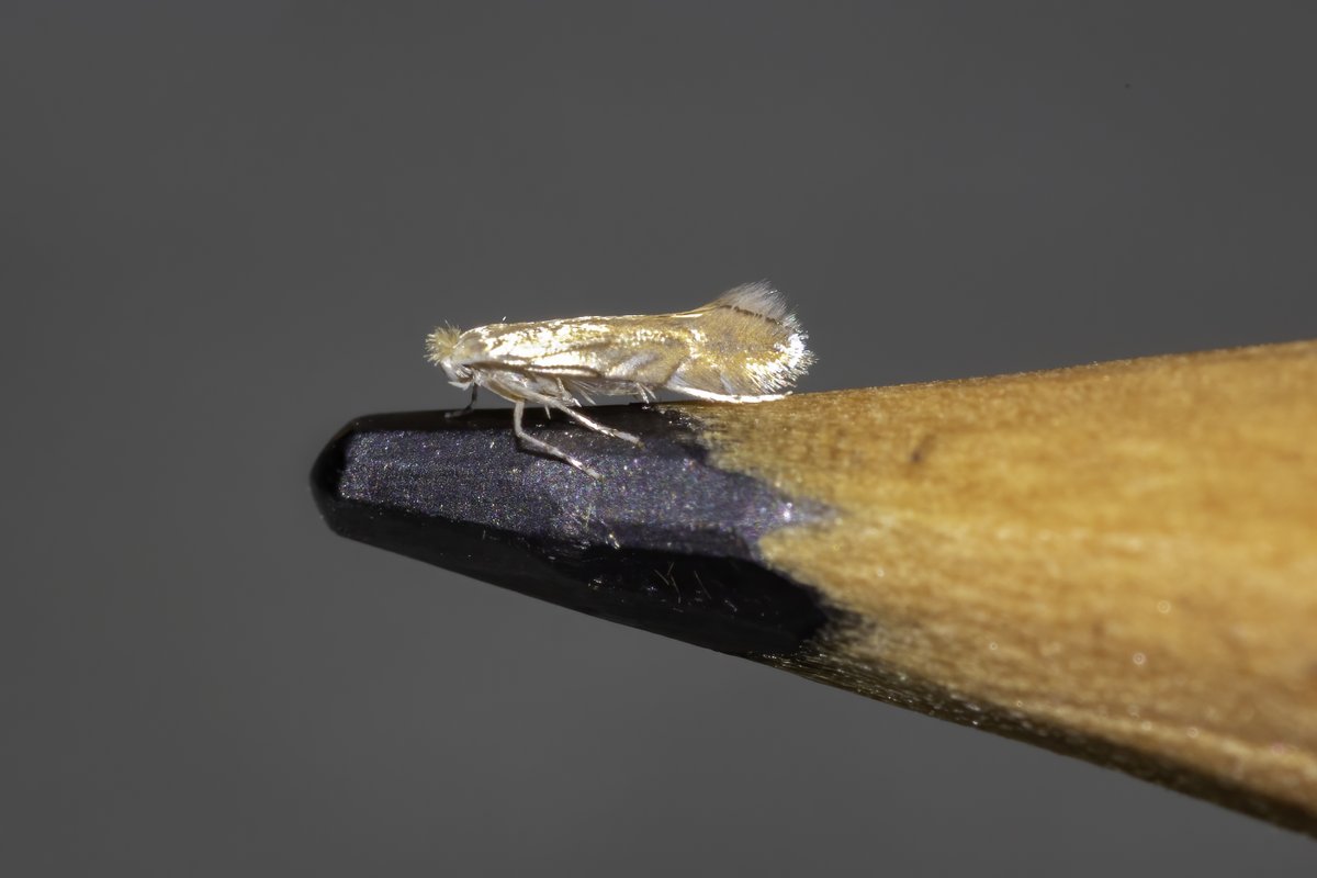 i_ijoseph's tweet photo. Cedestis subfasciella or Argyresthia dilectella are as close as I've come to an ID for this one that really does put the 'Micro' in Micro moths! Could anyone point me in eth right direction please? 
@MOTHIDUK https://t.co/CzVBBJmMnb