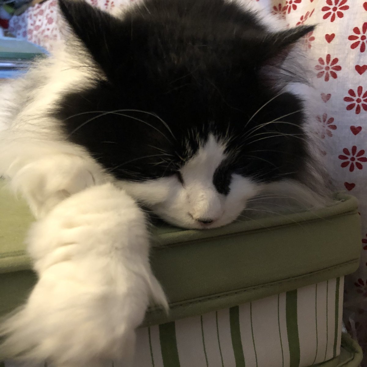 RearNatasha's tweet photo. @alicearnold1 Derry exhausted for being so fluffy! https://t.co/qRihCHaO13