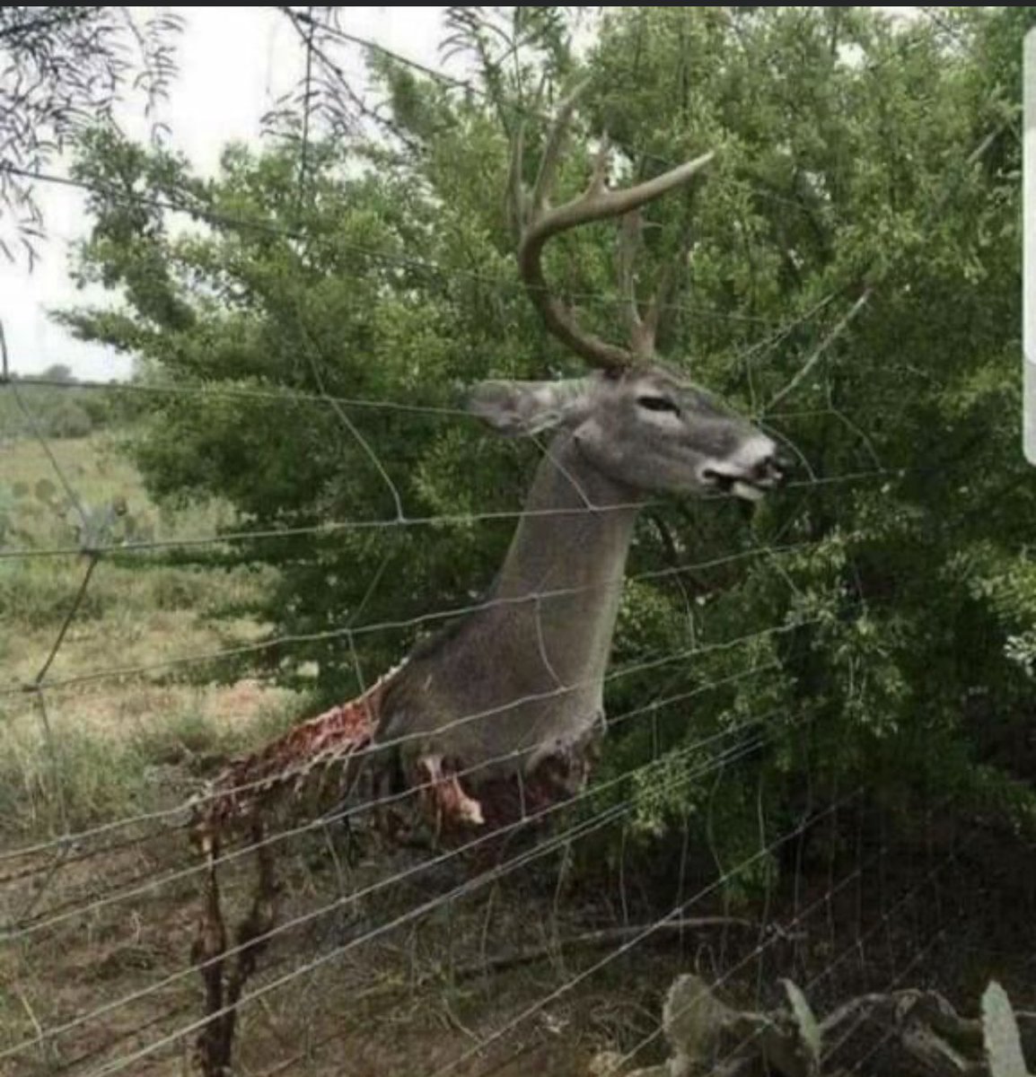 علق في السياج .. فأكلته الذئاب. قتلته قرونه التي كانت رمز قوته !! فلا تغرك قرونك وقوتك.. فما كان اليوم قوة لك.. ربما يصبح سبباً في هلاكك لاحقاً ! فإياك ثم إياك والكبر والتجبر والغرور والتعالي.