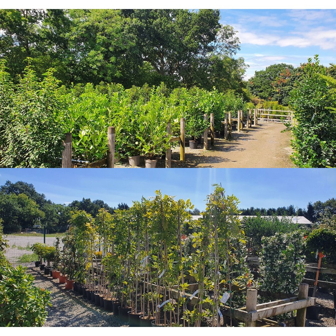 Grasslands Nursery tweet media