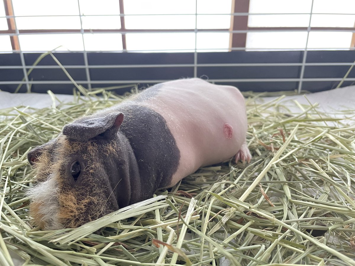 部屋を冷房かけて閉めっぱなしもな〜っと思い換気すると、溶け出す子が1人。。お腹のキズはスキニーの宿命というかみそちゃんらしいというか、、多分チモシーで引っ掻いた😭