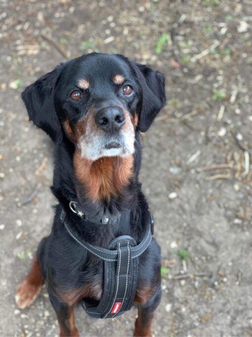 Please retweet to help Bruno find a home #CHELTENHAM #UK Affectionate #Rottweiler aged 11, his reservation has fallen through. He can live with children aged 14+ as the only pet. He is a wonderful boy and deserves a happy retirement. DETAILS👇 gawa.org.uk/pet/bruno-2/ #dogs
