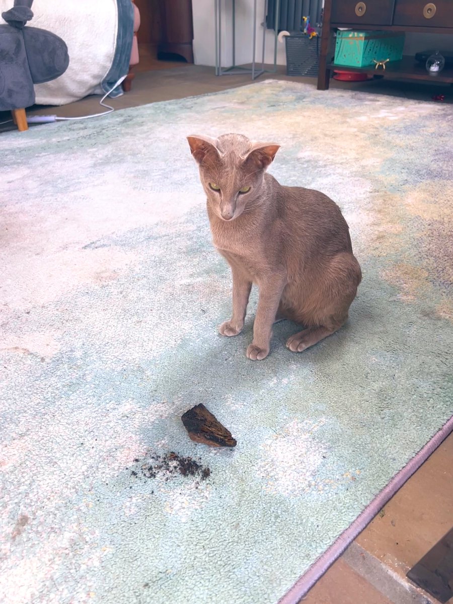 Emblyn3's tweet image. Look at dis precious gift I got for mine mum!! #CatsOfTwitter