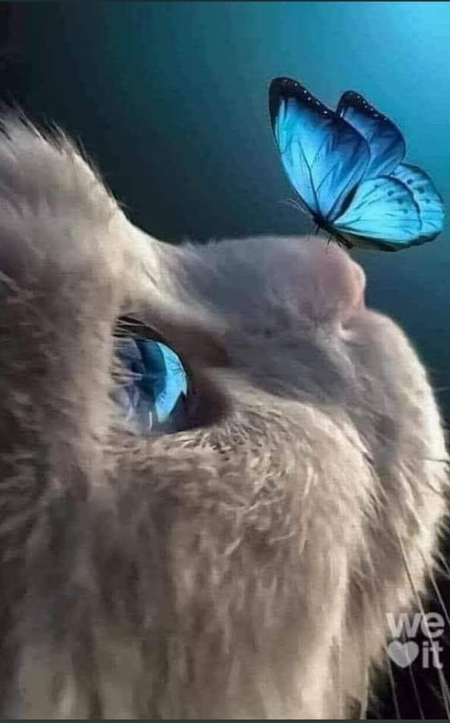 “Üç tutku yönlendirdi hayatımı: 
Sevgi açlığı, bilgi arayışı ve başkalarının acılarına yönelik dayanılmaz bir merhamet. 
Aşk ve bilgi göklere yükseltti ama merhamet her seferinde çekip yere indirdi beni..”
~
Bertrand Russell