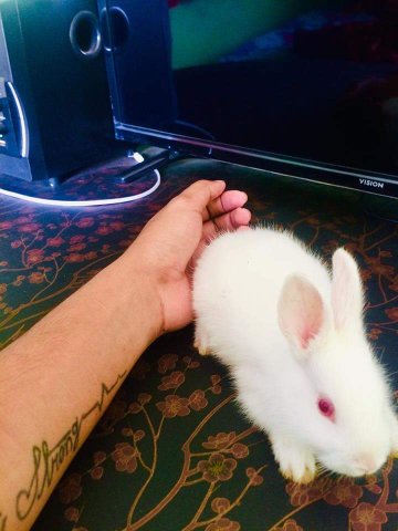FreelancerTuhi6's tweet photo. Her name is Twinkle. She is awesome. I loves her so so. Animals can read your eye just they can't reply .🥕🥕❤️💞 #Animal #Love #seccess #Lifestyle #Earnmoney #Enjoy https://t.co/ycIQ00aEko