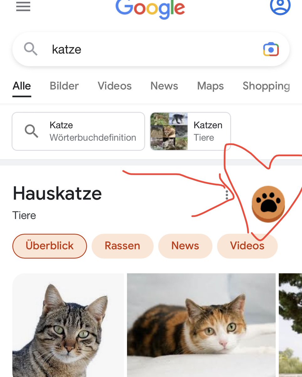 Spaß der Woche: Google Katze oder Hund und tippe auf den Button und  dann auf den Screen 😽 #catcontent