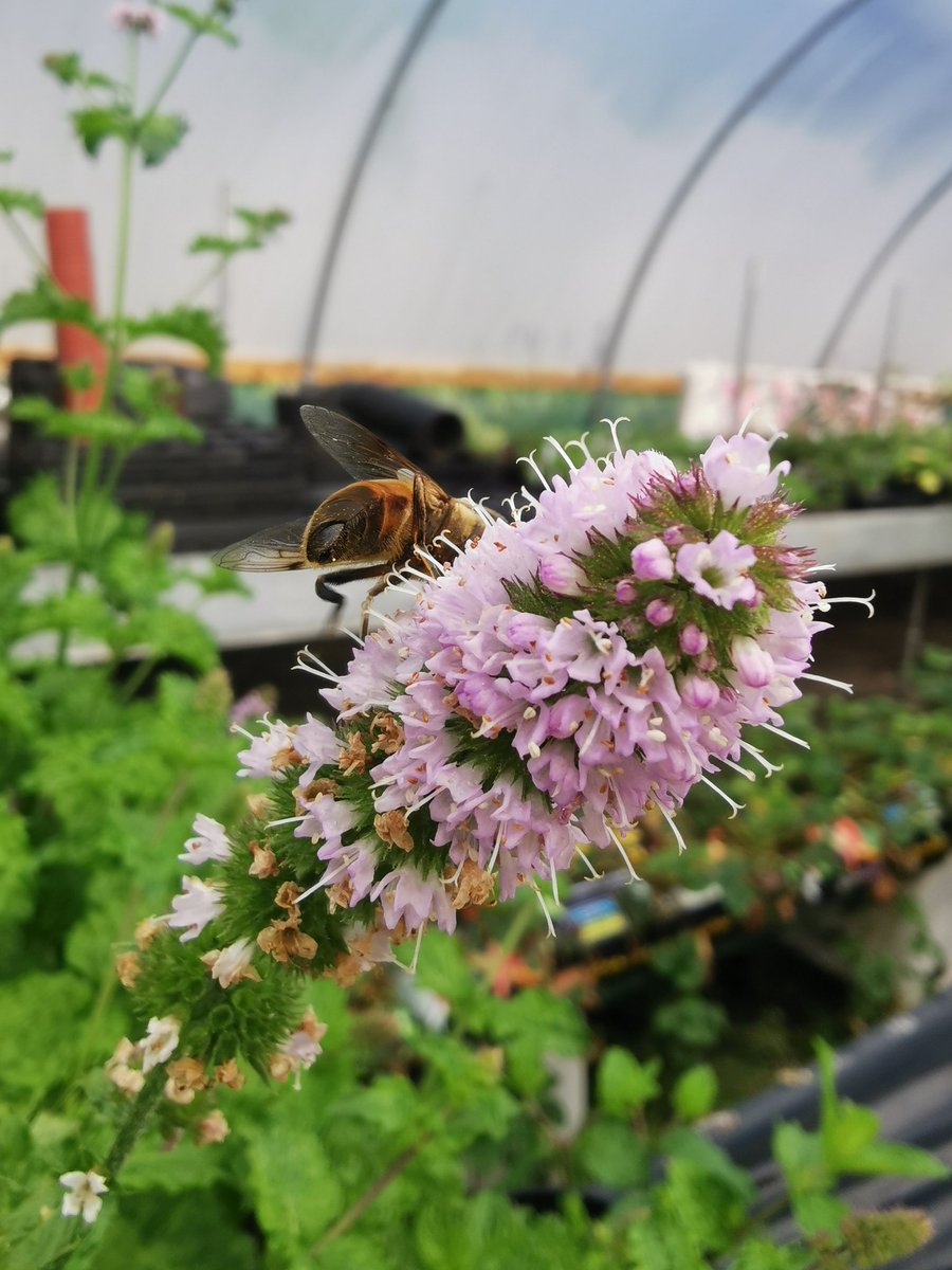 🌱Lots of Honey Bees 🐝🐝 on the mint at the moment, but they don't stay still long enough for a good picture 😊🌱