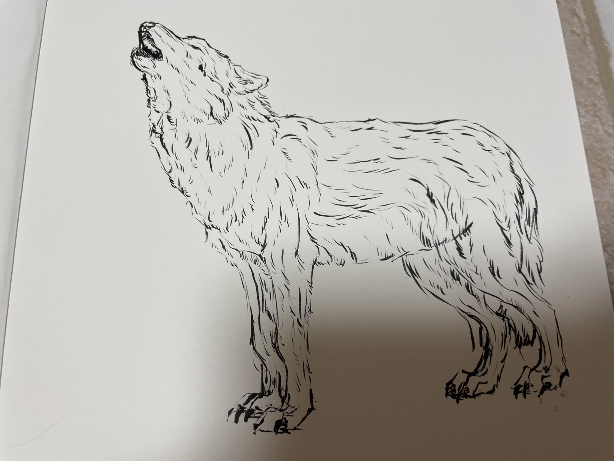 おおかみさん Ookamishop Wolf Twitter