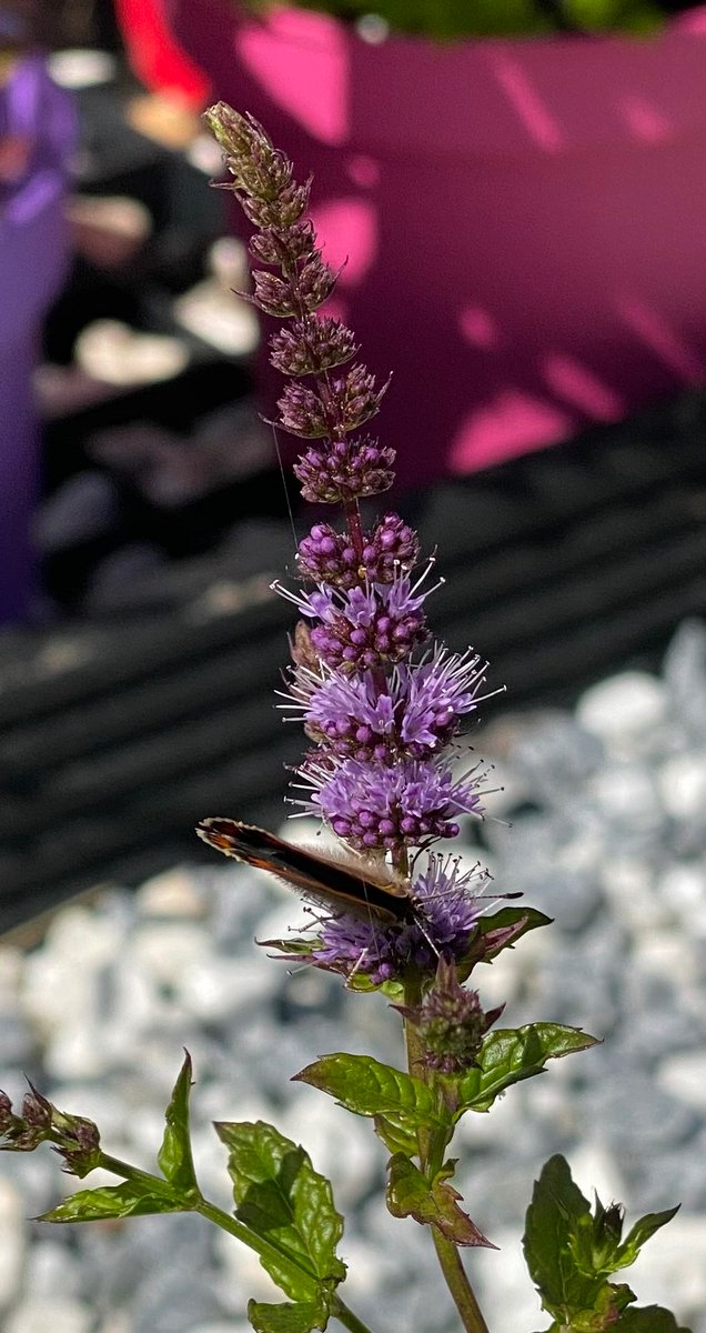mint_aholic's tweet photo. Small copper butterfly, why didn’t it open its wings! .. as pretty as the  Chilean mint it was feeding on.

#Mentha https://t.co/p71w4n98WI