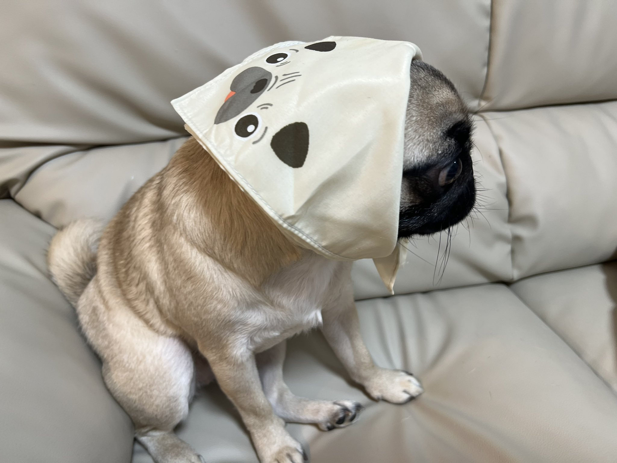 パグのグーちゃん Pug Gu Twitter
