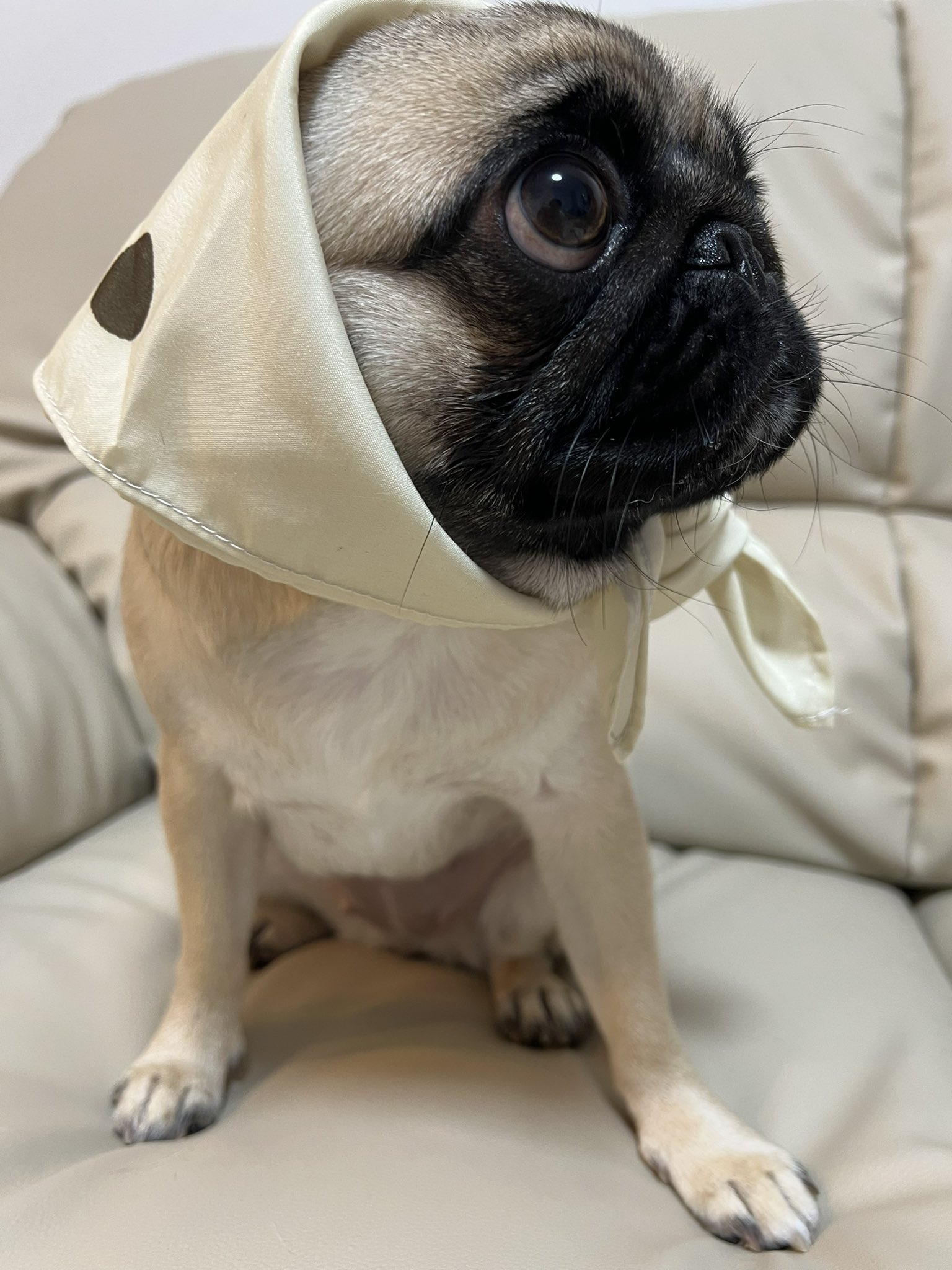 パグのグーちゃん Pug Gu Twitter