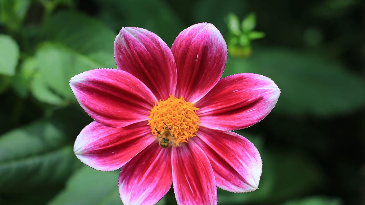 SkipCohen's tweet photo. Learn how to use the Quick Selection and Magic Wand tools in Photoshop. Thanks @photofocus #photo #editing #photoshop #magicwand #quickselection
 https://t.co/7VKWUGVfNC https://t.co/AQXwdMaJwE