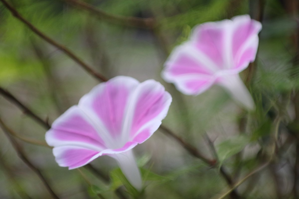 オールドレンズで涼しげに😊　＃緑のROKKOR