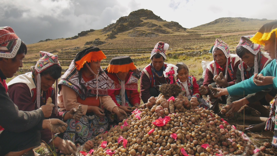 IPESfood's tweet photo. 🌎Today is #IndigenousDay.
There would be no #agroecology without indigenous peoples, their knowledge and their expertise.
#IndigenousPeoplesDay https://t.co/AIcjuGlJDn