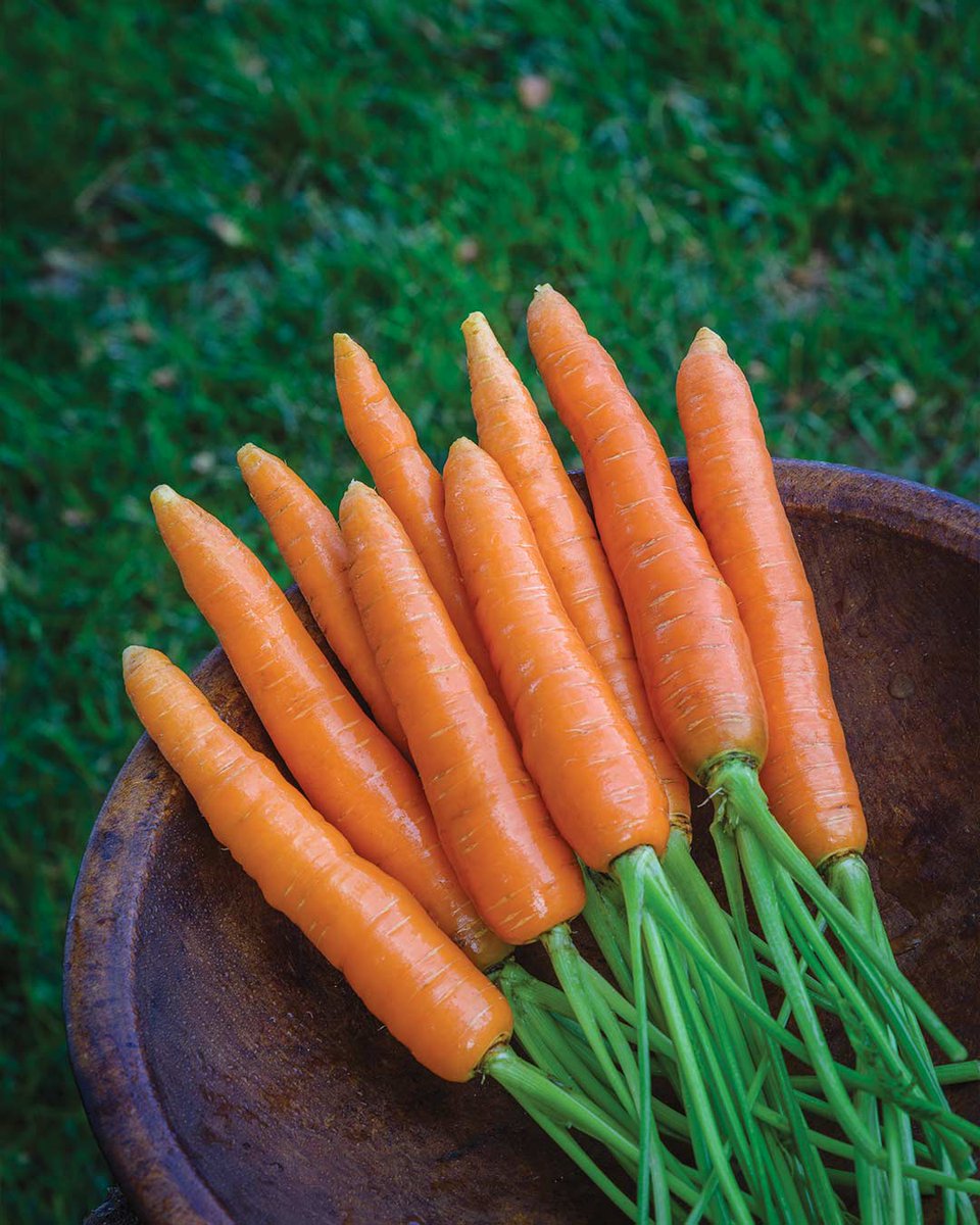 BurpeeGardening's tweet photo. Want perfect carrots? Grow them in fall! Autumn carrots taste sweeter because sugars from the foliage move into the roots in colder weather.

Shop seeds: https://t.co/SOJn8FEepk https://t.co/5zo4iXBre3