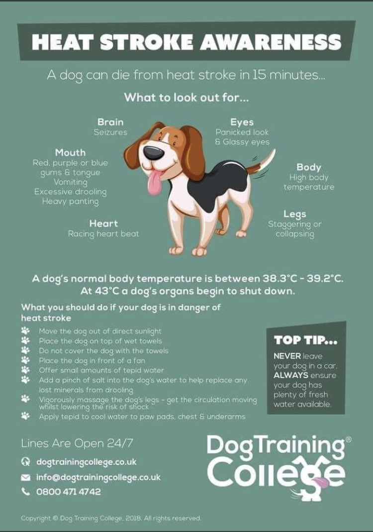 HoundsAhoy's tweet photo. 🐾🐾 https://t.co/yI8jmVhxfG