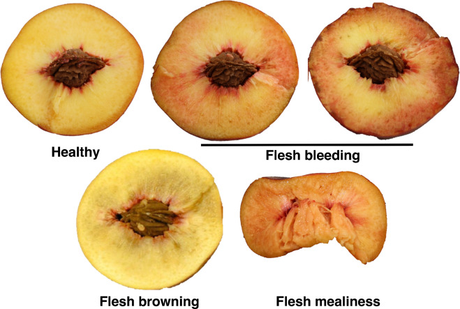 Peach for the future: A specialty crop revisited 

George A.Manganaris, <a href="/ioannisminas/">Ioannis Minas</a>, MarcoCirilli
Rosario Torres, Daniele Bassi, Guglielmo Costa

sciencedirect.com/science/articl…
