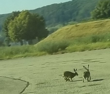 Researcher trying to move from a lab to the real world: We urgently need to control everything to have comparable conditions. 

Nature: Bunnies! Eagles! Heatwave! Thunderstorm!

#AcademicTwitter #research #phdvoice