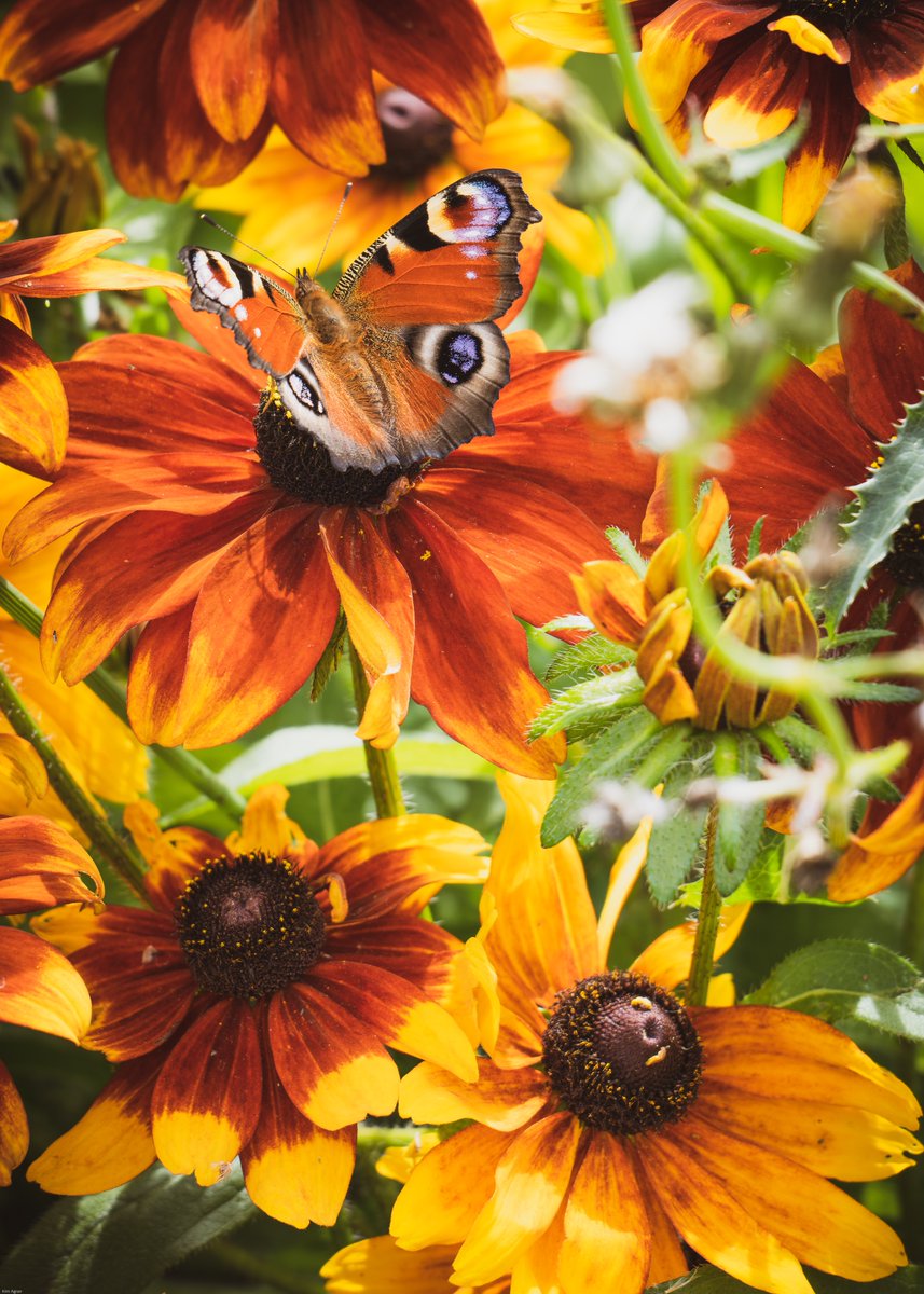 Kim Ågran tweet media