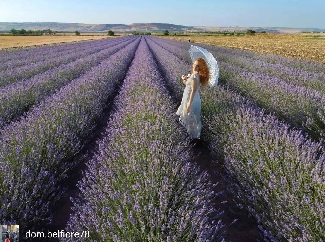 [Provincia di #Potenza]

Angoli di Provenza in #Basilicata: siamo a #Lavello, tra la magia della #lavanda 💜

📸 @ dom.belfiore78 
📍 @ bloom__eon 

#igersbasilicata
#igersitalia 
#igerspotenza