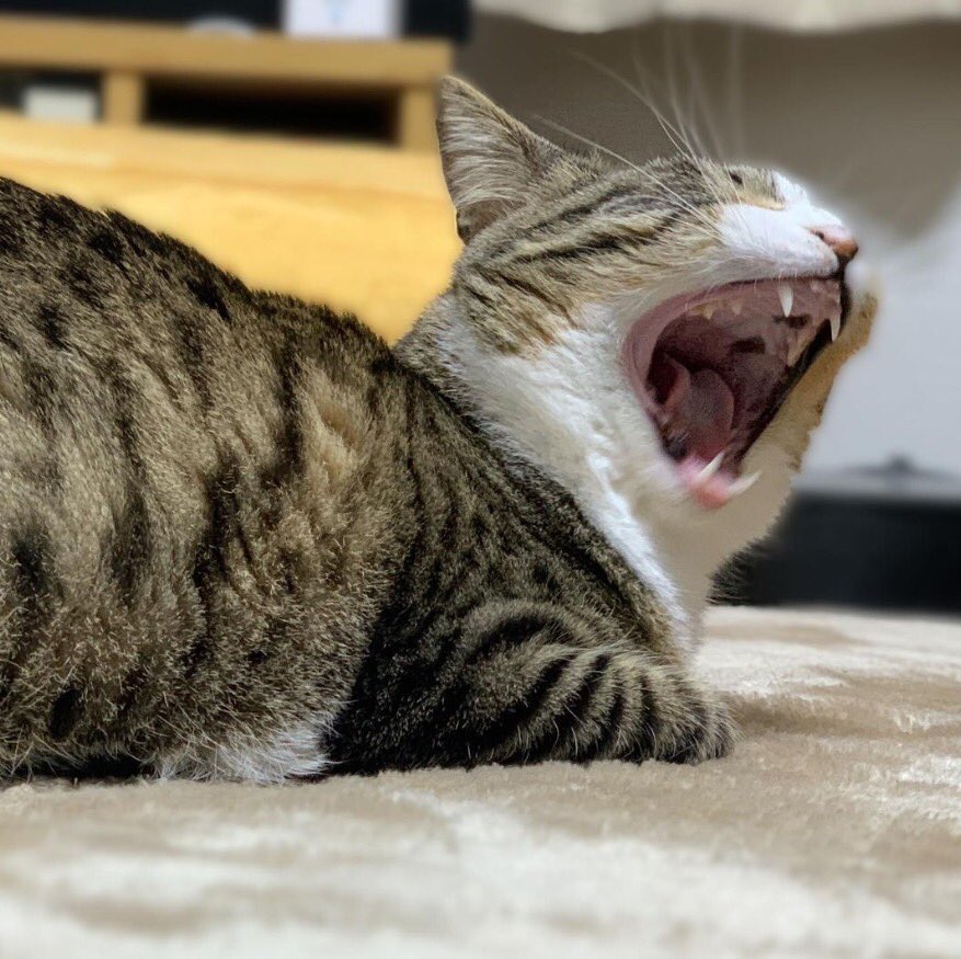 mona_cat_00's tweet photo. 油断してる所を…🥱📸
   
#保護猫
#ねこ 
#猫がいる暮らし 
#猫好きさんと繋がりたい https://t.co/TvvjxkHC92
