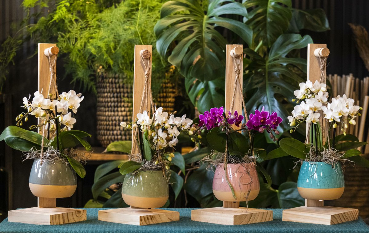 De Phalaenopsis maar dan net even anders! 😀

Onze Living Collection biedt een rijkdom aan mooie woonaccessoires!🏚️ Zoals de mooie Pirouette TrésOr een hangplant die consumenten direct neer kunnen zetten in hun interieur. 😍 
#living #collection #orchids #artisan