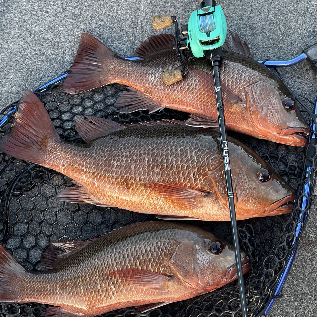 motackle's tweet photo. Since its beginning, the Muse Series has been designed around technique specific applications providing anglers with that elite piece of equipment they have come to expect. Available in 9 Australian models.

Click here for more info https://t.co/anwXnFub6q https://t.co/PCoYpxQFPI