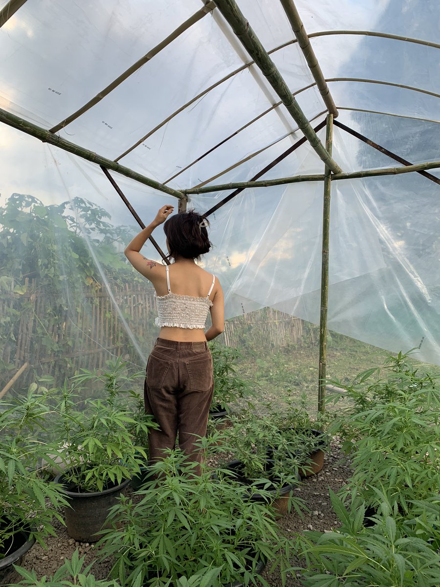Mjcannabis1's tweet photo. Thai local 😋🆙
 #กัญชานอก #WeedLovers  #weedgirl 
#CannabisCommunity  #กัญชาog https://t.co/UsAcX5sffz