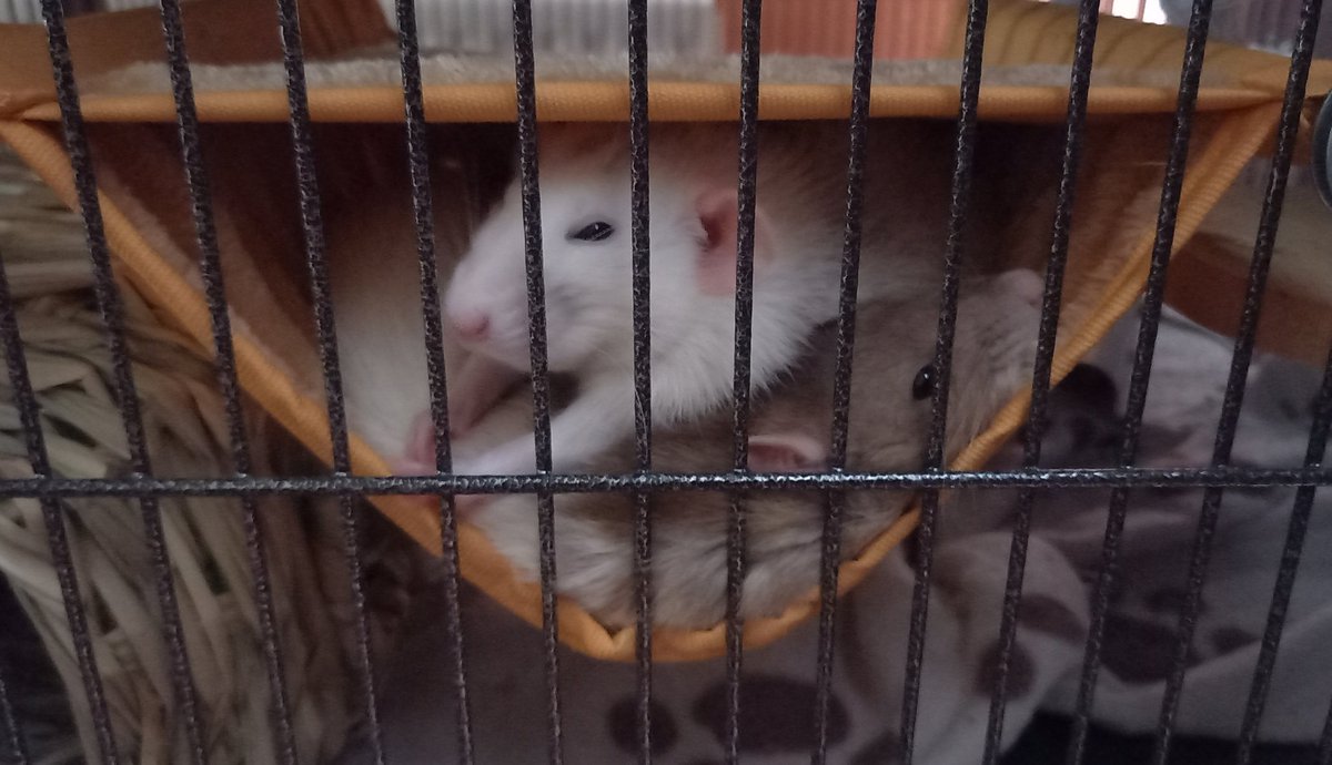 We are very comfy, totally room for two! #rats