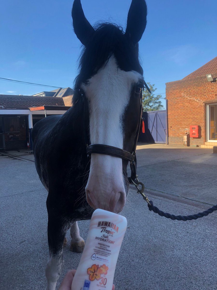 MerPolMounted's tweet photo. It’s going to be another warm one today. Please remember to wear your sun lotion like Harris and Carter! Today they have @HawaiianTropic silk hydration on their noses! 
#StandTall #PHHarris #PHCarter #OtherBrandsAreAvailable  #PinkNoses #TheySmellLikeHoliday https://t.co/y27544ymDf