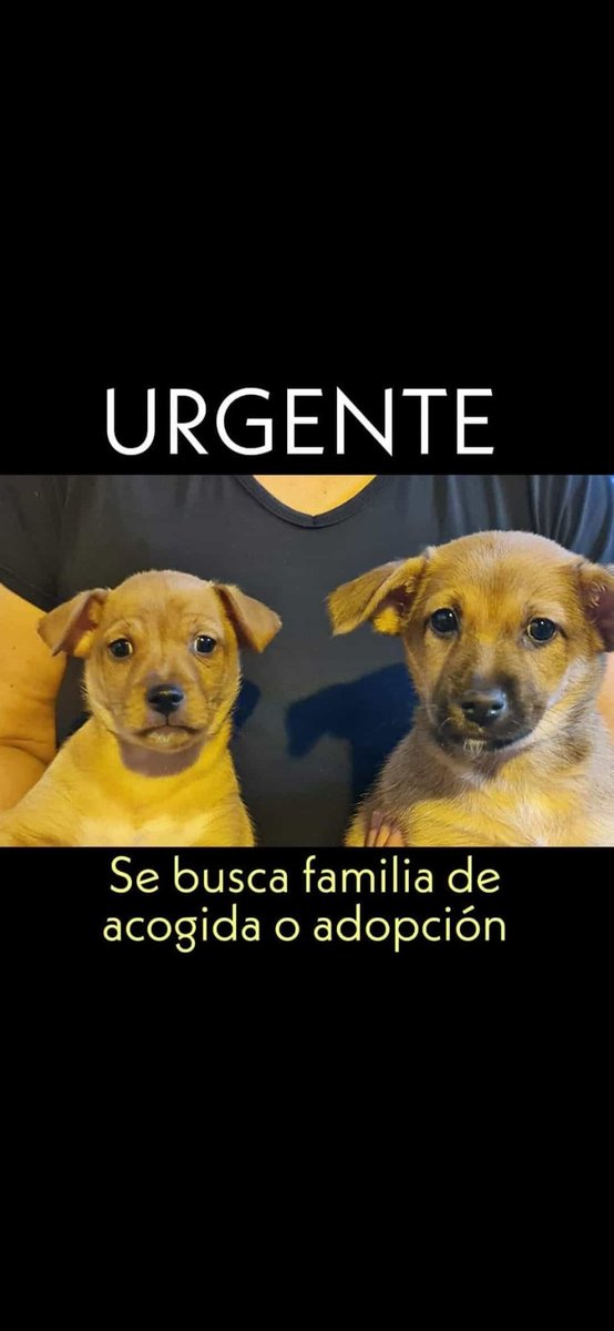blumetenou's tweet photo. (Sevilla) Tenemos en casa dos perritos recogidos que necesitan un hogar!! Si alguien puede quedarselos que me conteste por aquí! https://t.co/4t3qkS9BO5