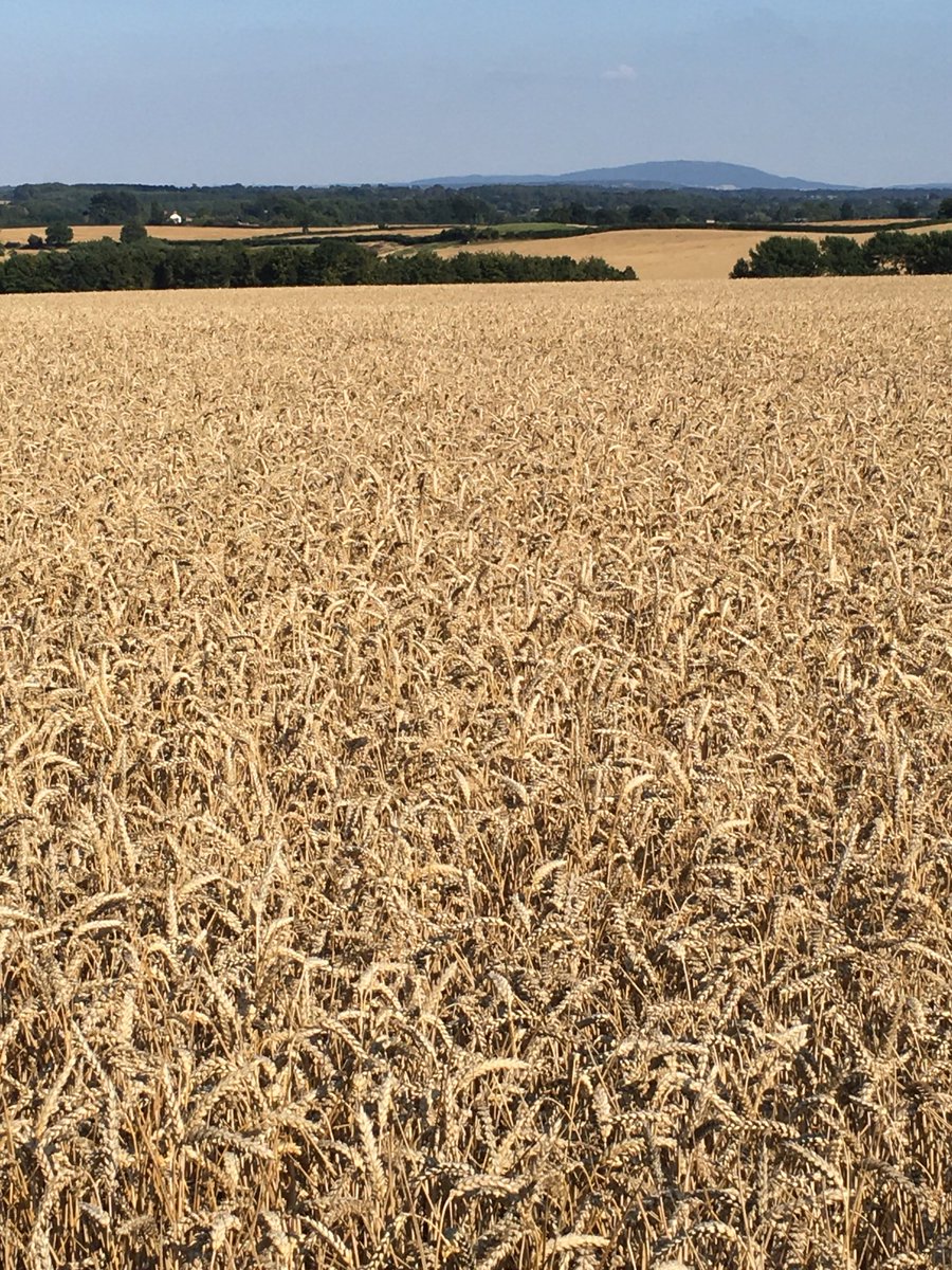 John Lycett (@oldmuckspreader) on Twitter photo <a href="/GuyDavies16/">Guy Davies</a> <a href="/broadwayorchard/">Rory</a> <a href="/LittleBigFarm/">Berkshire Farm Girl 🚜🌾🇬🇧</a> Still a bit to do around Ruyton XI Towns #aboveaverageyields <a href="/GuyDavies16/">Guy Davies</a> <a href="/broadwayorchard/">Rory</a> <a href="/LittleBigFarm/">Berkshire Farm Girl 🚜🌾🇬🇧</a> Still a bit to do around Ruyton XI Towns #aboveaverageyields