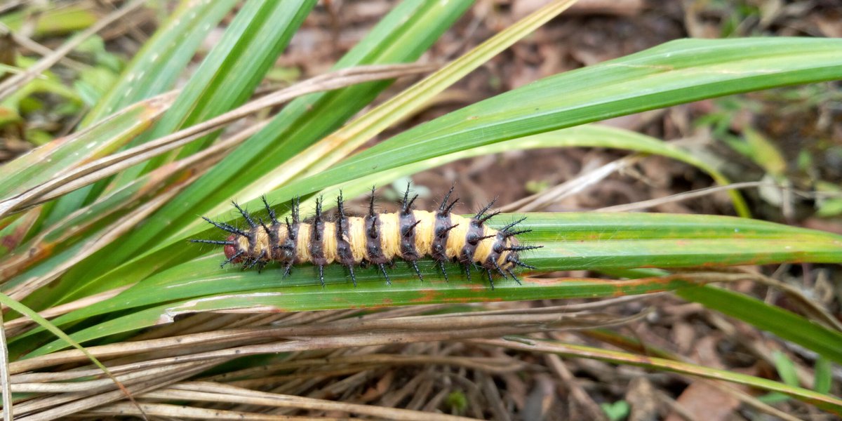 elton_rapper's tweet photo. #trekking #hikingadventures #forest #nature #NaturePhotography #naturelovers #mountains #caterpillar #caterpillars #Butterflies #insect #naturalgirls #naturalgirl #lesbians #lesbianism #gaytravel #eltonsafarisandtours #Travel #Traveling #travelphotography #TravelBlog https://t.co/QJLtod9IeM