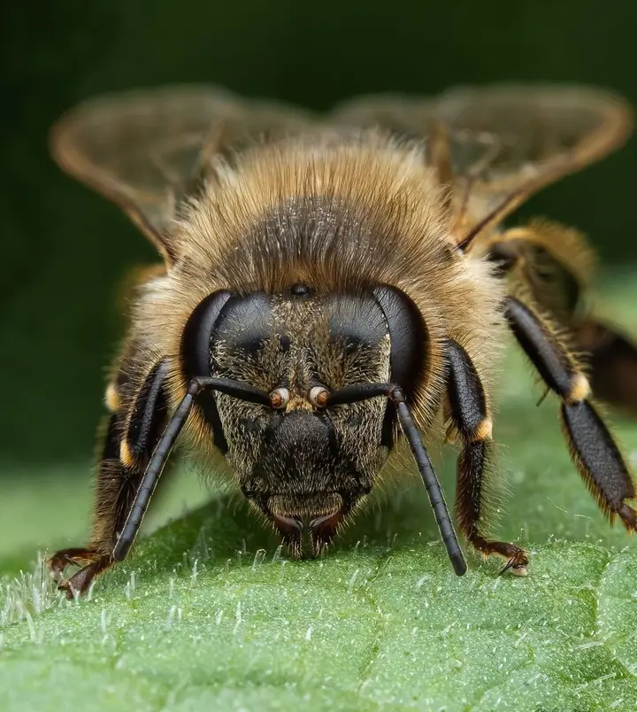 So satisfying and delicious #savethebees #BeekeepersHour #beekeeper #beekeeping#bees #bee #BeeNetwork #ecolife #traditional #sweet