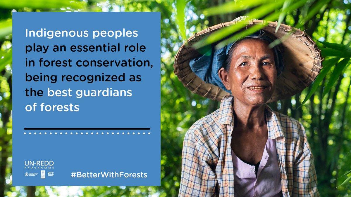 The full participation of #IndigenousPeoples is essential to the effectiveness of #forest governance &amp; #forest-based #climate solutions. 

Read more: bit.ly/3vGGOgG 

#WeAreIndigenous #IndigenousPeoplesDay #BetterWithForests🌲🌲