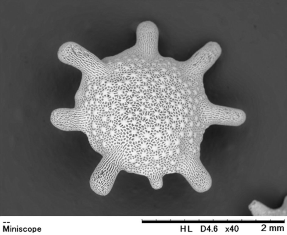 Hitachi_EM's tweet image. It’s Play in the Sand Day !
(August 11th)
#ElectronMicroscope #electronmicroscopy # PlayInTheSandDay

SEM of a star sand
About the Tabletop Microscope, visit hitachi-hightech.com/global/science…