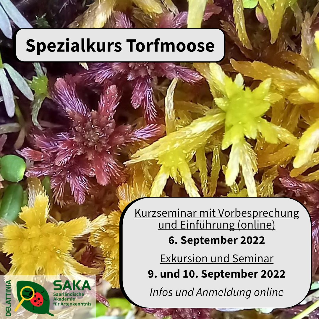 artenkenntnis's tweet photo. Die Torfmoose (Sphagnum), sind eine gut abgegrenzte unverwechselbare Gruppe der Laubmoose. Die meisten leben in nährstoffarmen, sauren Habitaten.
https://t.co/mRq7nm66KJ
#bpbv #biologischevielfalt #biodiversity #foertax #artenkenntnis #speciesliteracy #mooseundflechten #moose https://t.co/ST5K6Db7QS