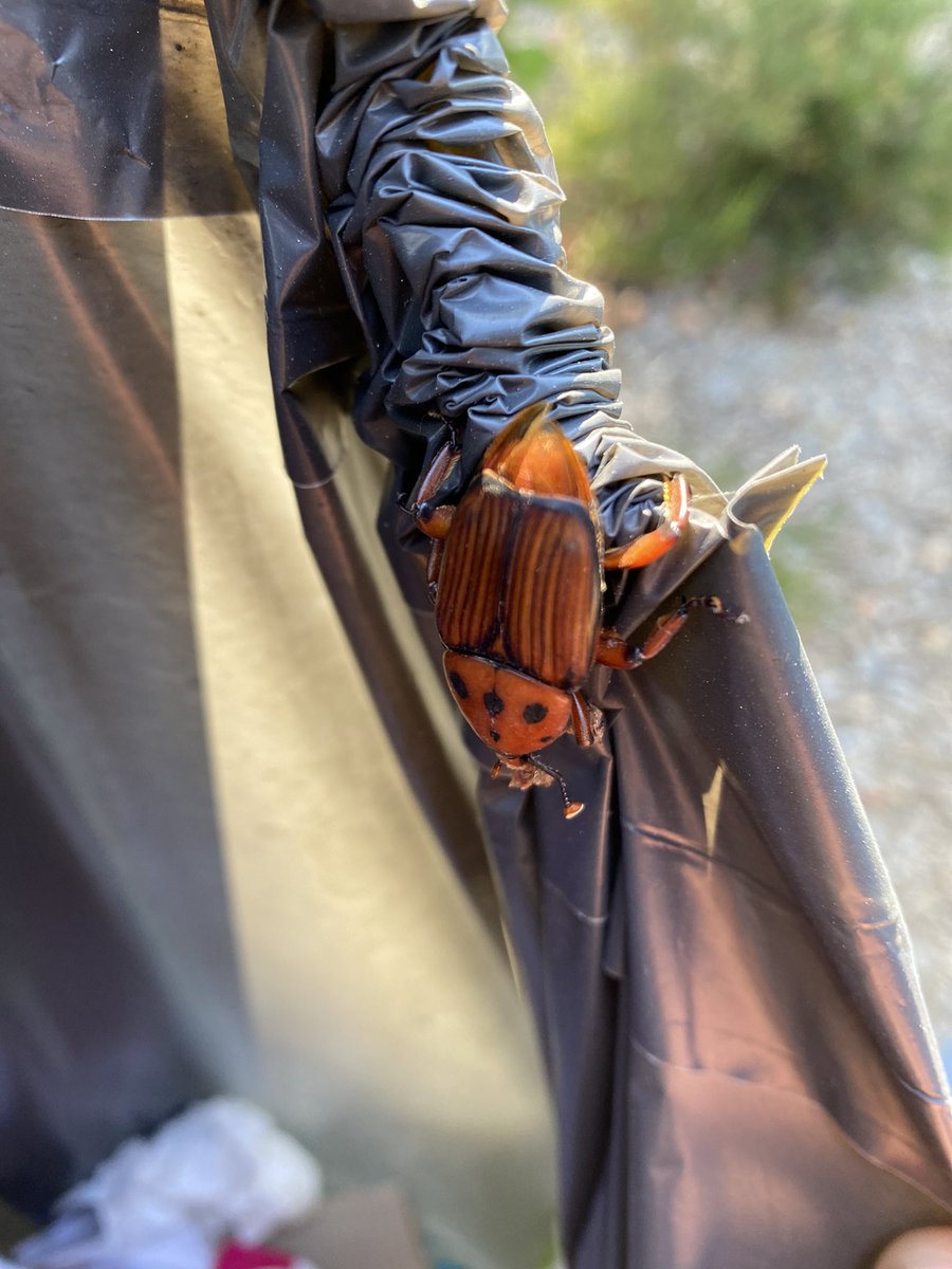 TwanMaton tweet media