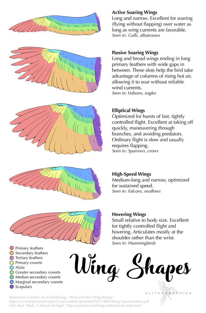 Some good reference for anyone animating (or rigging) these types of wings