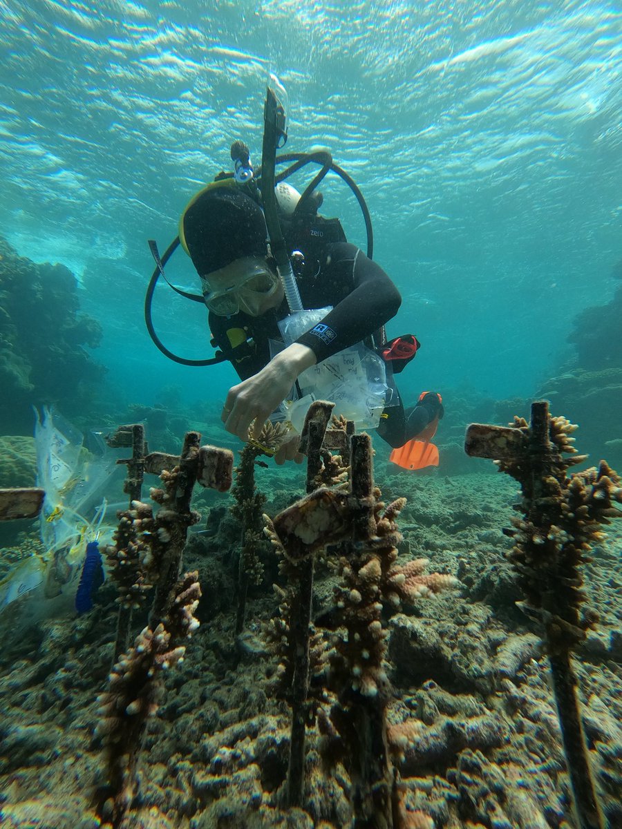 DavidJSuggett's tweet photo. Awesome @CoralNurture Program day @PaigeStrudwick with @WavelengthReef sample how different metals affect coral propagation outcomes. Bumpy conditions but great to be back at #OpalReef #GreatBarrierReef @emmafcamp @amandajgrima @uts_c3 https://t.co/mS2TaXxxoX