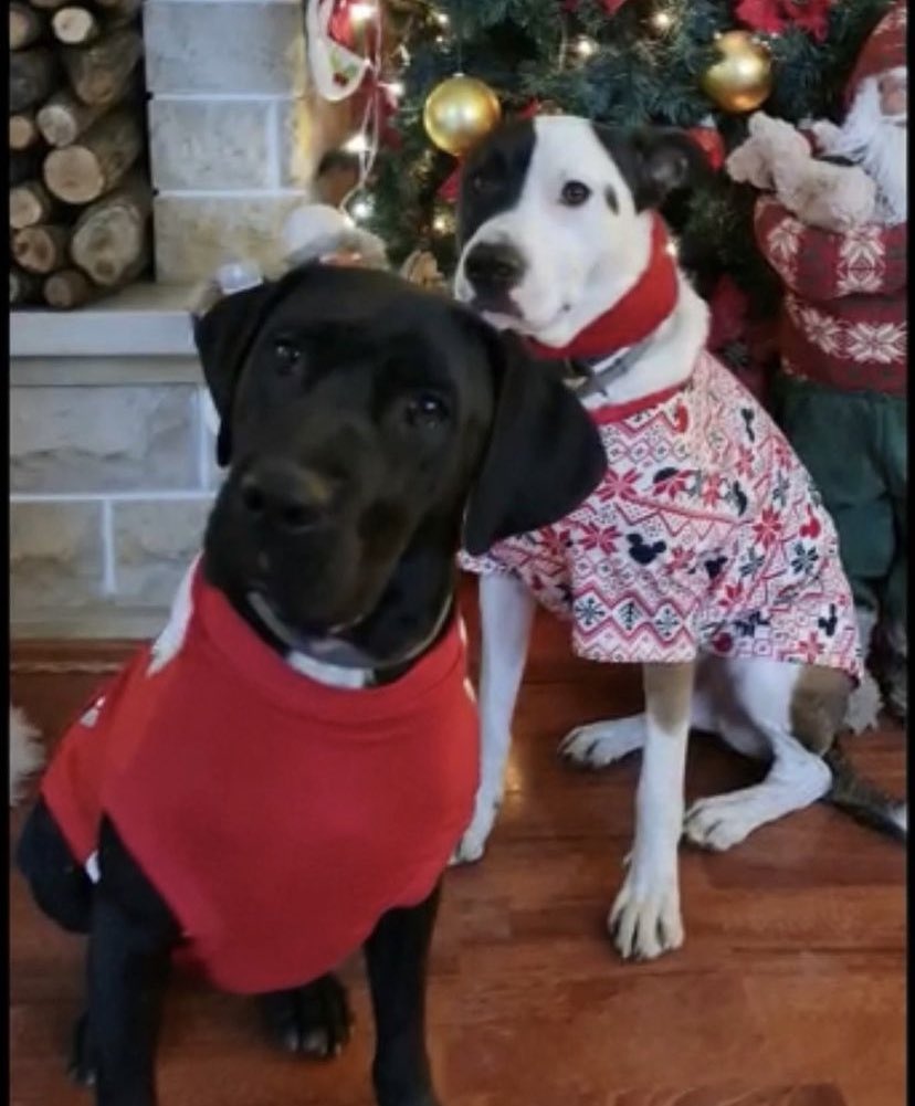 Carla için güzel bir paylaşım desteği aldık,hepinize teşekkür ederiz. Ama maalesef bir kişi bile onun için irtibata geçmedi. Ben daha önce sahiplendirme yapmadım, bu yüzden trickleri pek bilmiyorum açıkçası. Sadece biraz daha detay verebilirim kendisiyle alakalı diye düşündüm 😊+