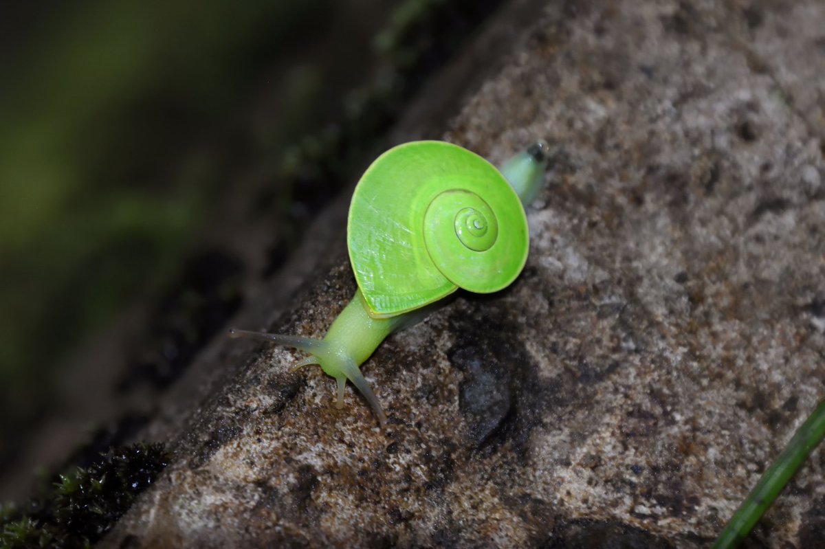 FishGuyKai's tweet photo. Remember this snail? Here’s another photo. Dyakia chlorosoma. Ludicrously verdant. https://t.co/k9ro4HdcPP