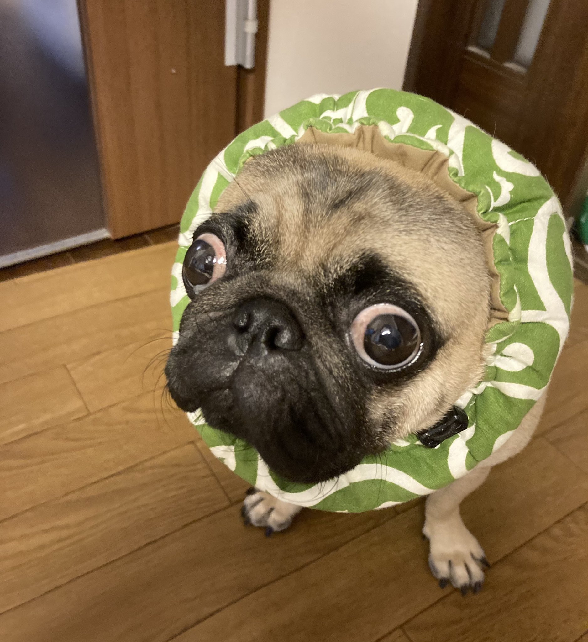 パグのししまる Nikunikupe1 Twitter