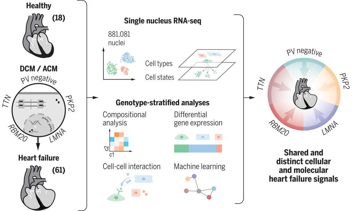 A close-up look at cardiomyopathies has provided new insights into the cellular and molecular biology of human heart failure, a highly fatal condition that affects 23 million people worldwide. fcld.ly/db0mjja #ScienceResearch