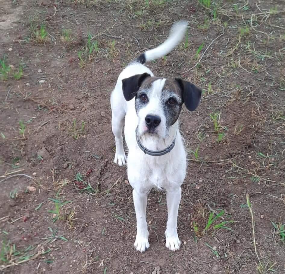 ALFRED 🥰🐕💚
x.com/AsociacionADAT…