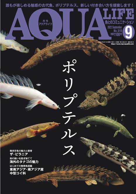 polypuncle's tweet image. えっ！今月のアクアライフ
ポリプテルス特集ってマ？😳
#ポリプテルス
#アクアライフ
#月刊アクアライフ