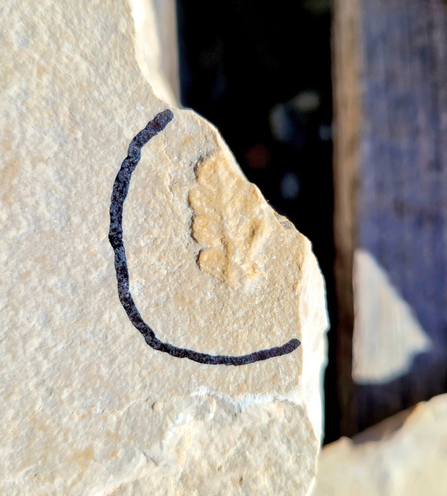 Mignonne petite fougère du Jurassique découverte la semaine dernière ! 
Cycadopteris fait partie d’un groupe de fougères à graines. Originaire du Gondwana (super-continent de l'hemisphere sud), elle était très répandu en Europe au Jurassique, sous forme d'arbustes ou d'arbres.