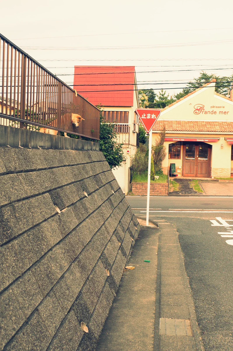 悲しそうに下を覗く犬。しかしそれはトラップだった！？