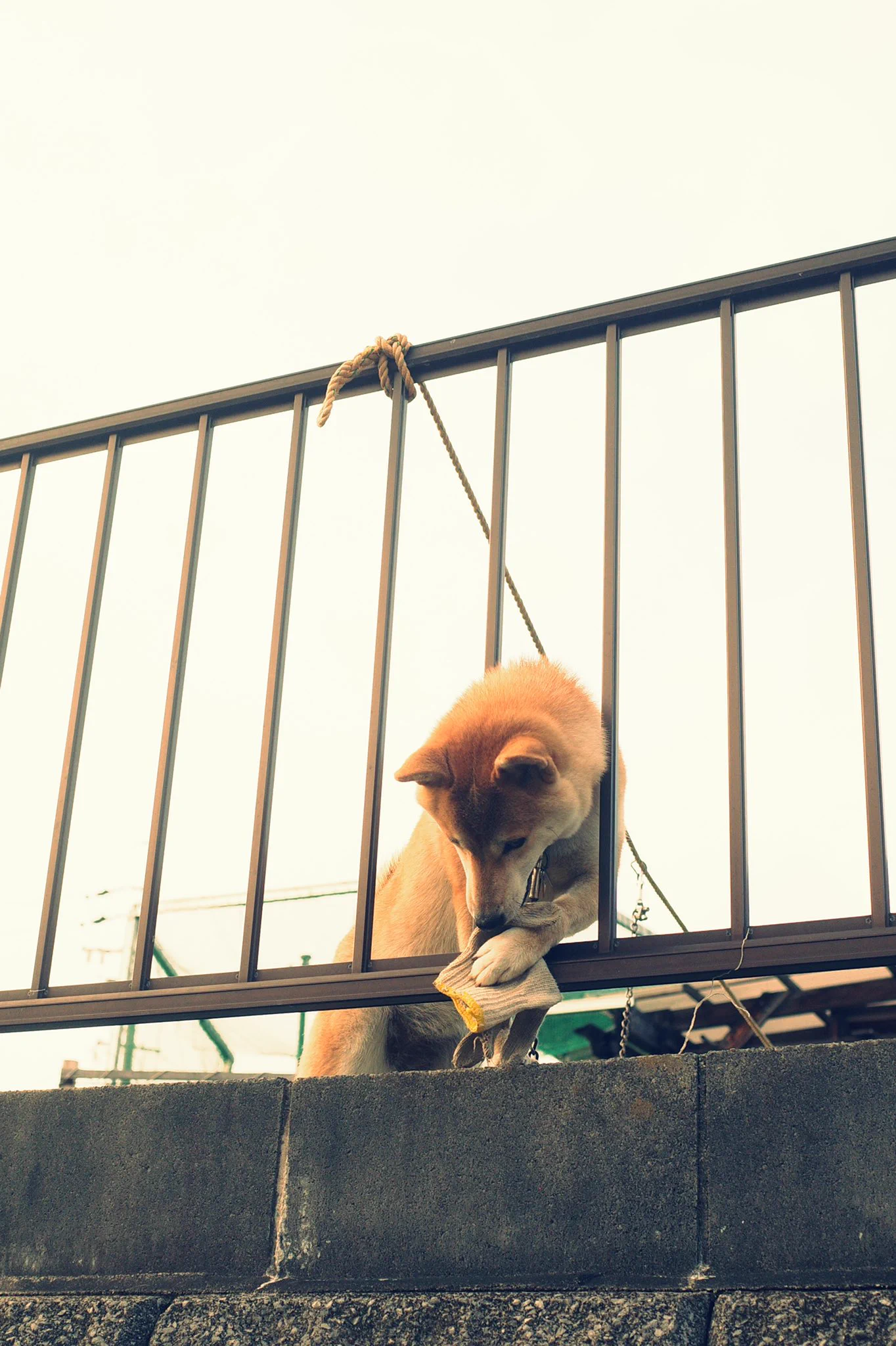 悲しそうに下を覗く犬。しかしそれはトラップだった！？