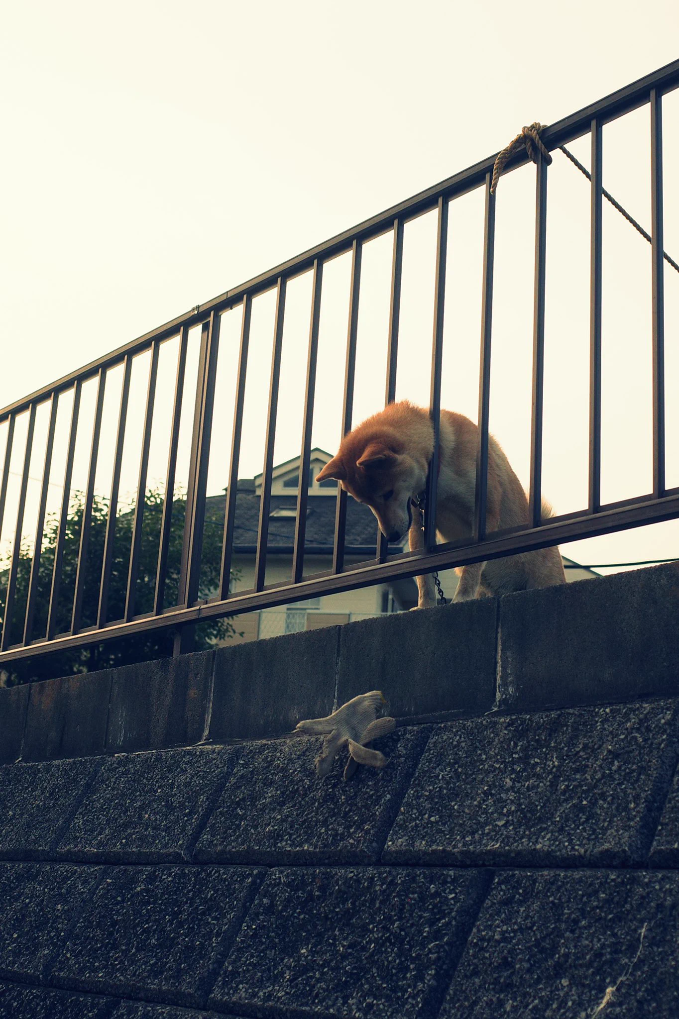 悲しそうに下を覗く犬。しかしそれはトラップだった！？
